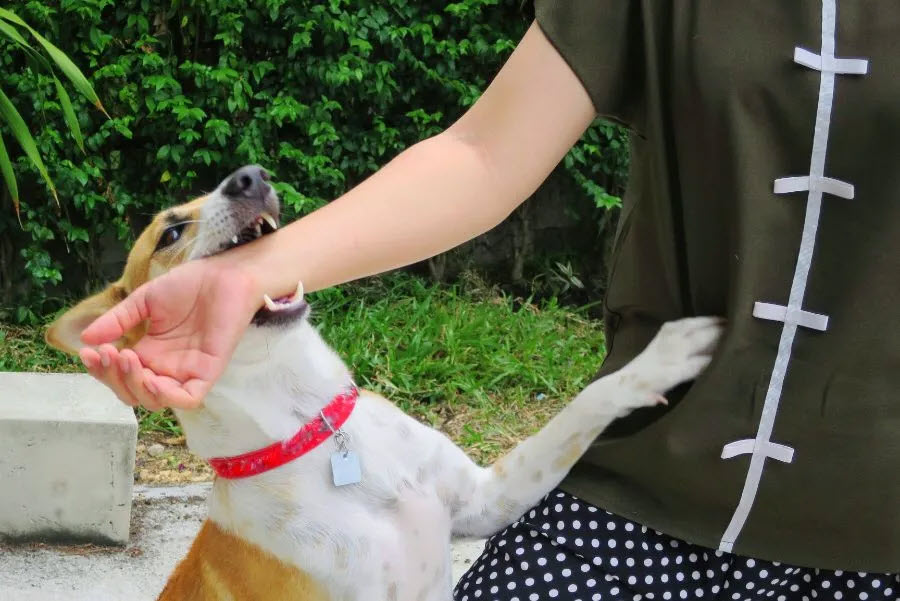 Dog-bite-lawyers
